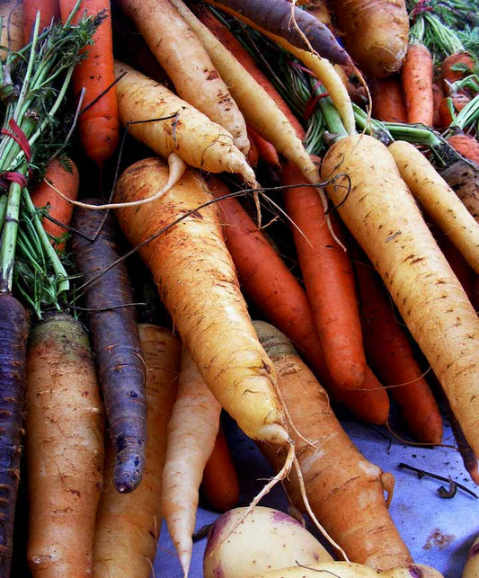 Carrot Rainbow Mix Seed