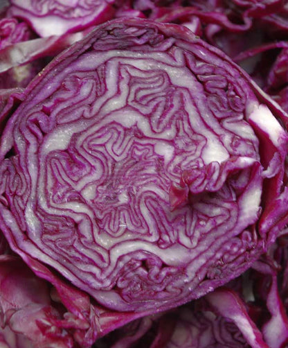 Cabbage Red Rock Seed