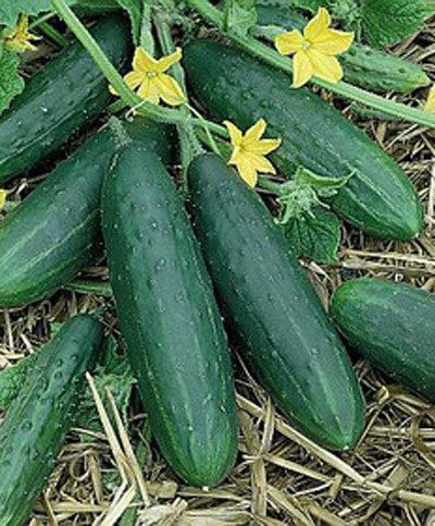 Cucumber Spacemaster Seed