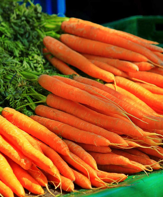 Carrot Sweet Ingot Seed