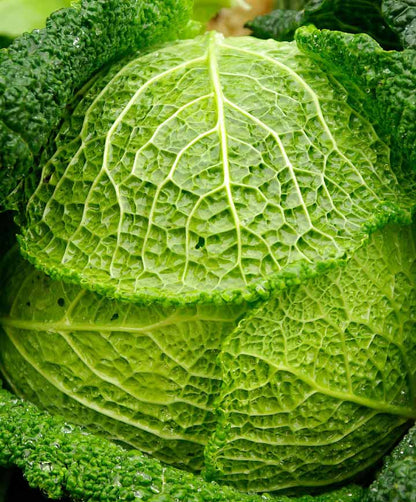 Cabbage Savoy Perfection Seed