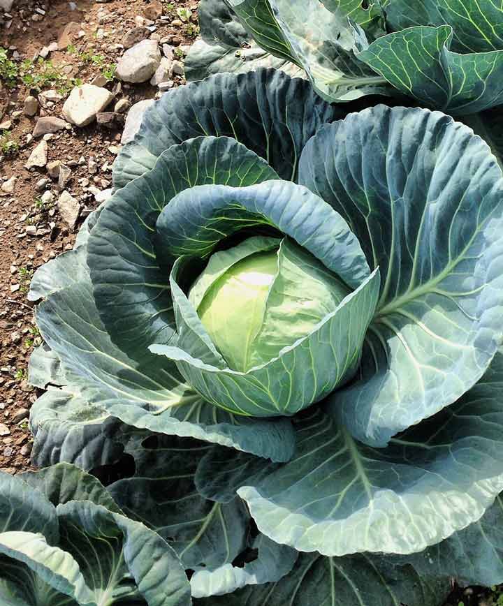 Cabbage Stonehead (Columbia) Market Seed
