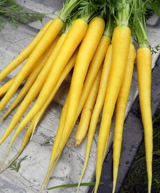 Carrot Solar Yellow Seed