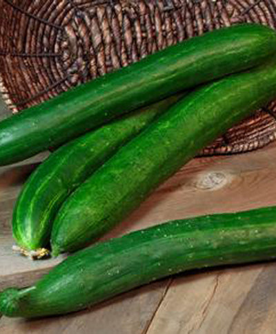 Cucumber Tasty Green (Oreint Express) Seed