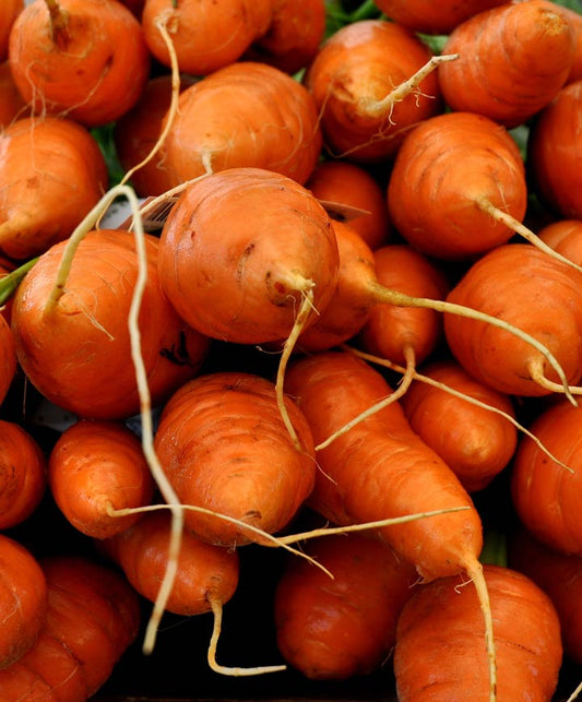 Carrot Thumbelina Seed