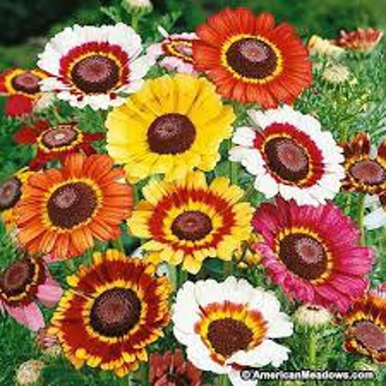 Daisy Painted Mix Seed