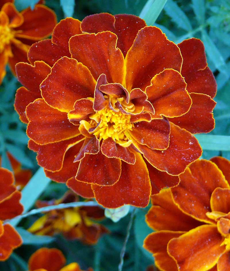 Marigold Sparky Mix Seed