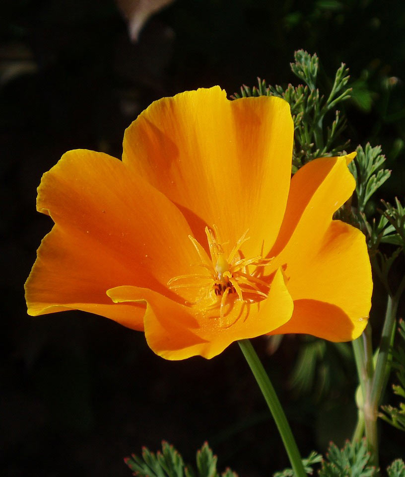 Poppy California Orange Seed