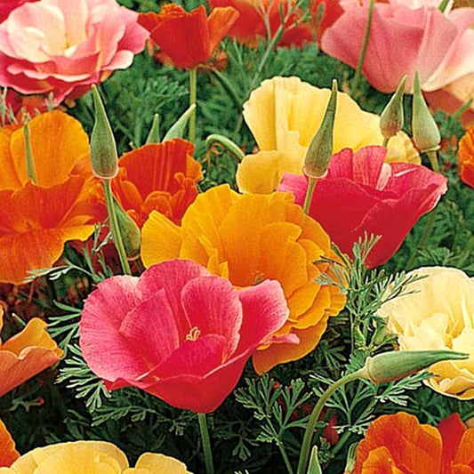 Poppy Mission Bells Mix Seed
