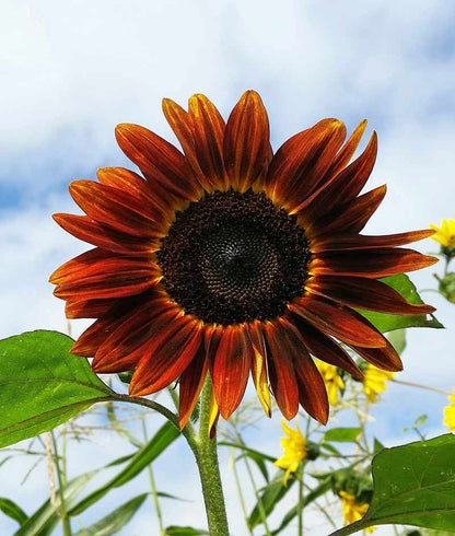 Sunflower Autumn Beauty Seed
