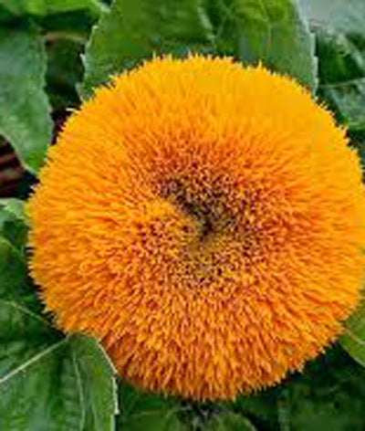 Sunflower Sungold Dwarf Seed