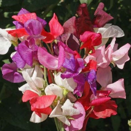 Sweet Pea Royal Family Mix Seed