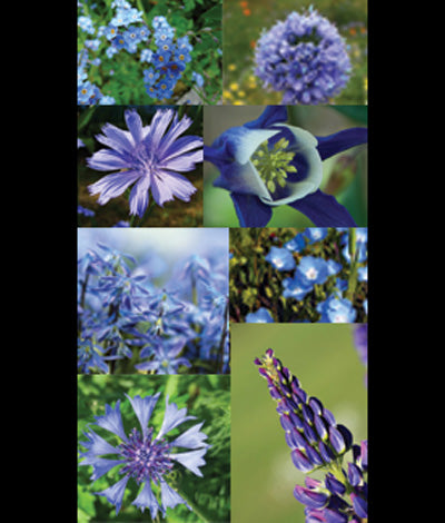 Wildflower Blue Brothers Mix Seed