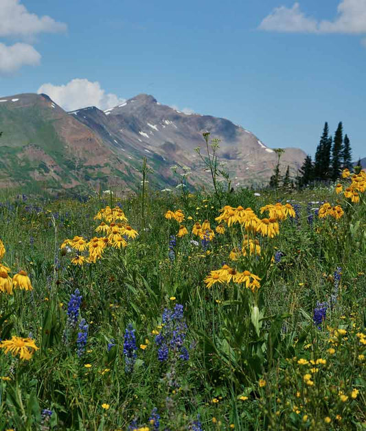 Wildflower Rocky Mountain Mix Seed