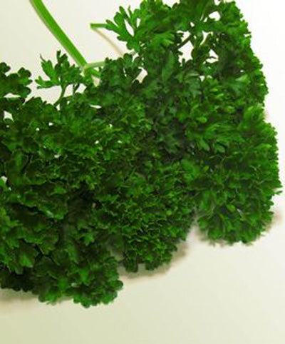 Parsley Curled Herb Seed