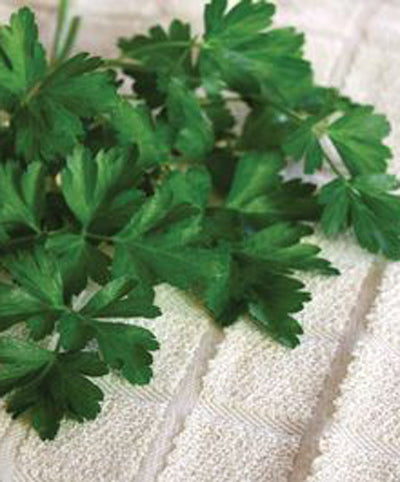 Parsley Flat Italian Herb Seed