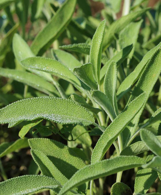 Sage Herb Seed