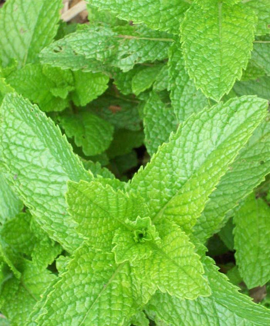 Spearmint Herb Seed