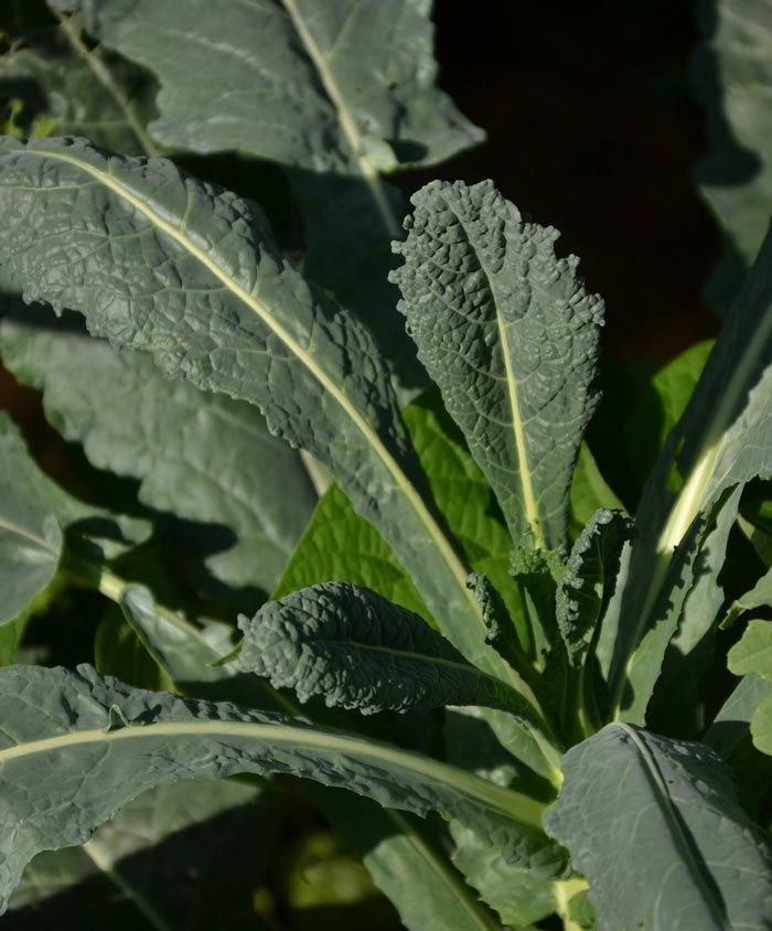 Kale Organic Black Magic Seed