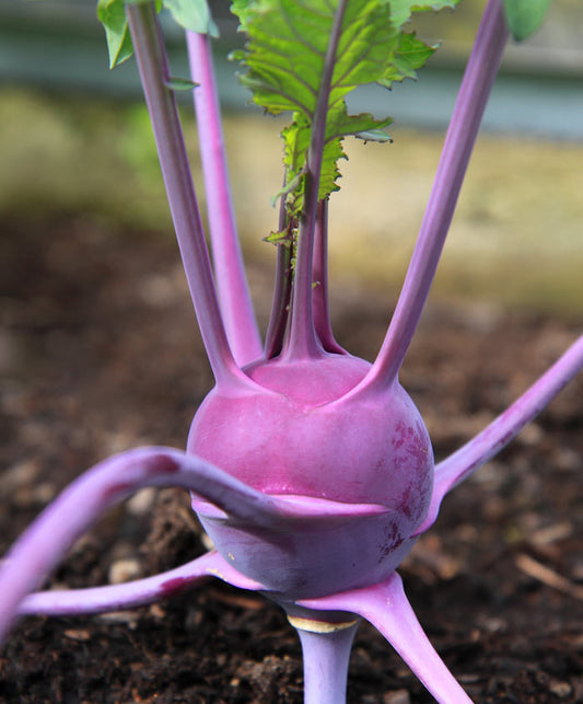 Kohlrabi Vienna Purple Seed