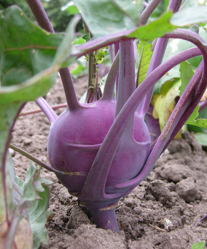 Kohlrabi Vienna Purple Seed