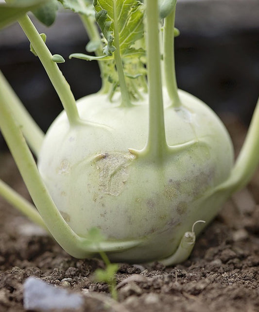 Kohlrabi Vienna White Seed