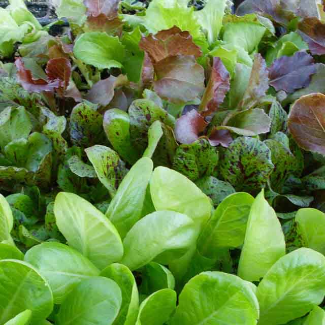 Lettuce Leaf Heat Tolerant Mix Seed