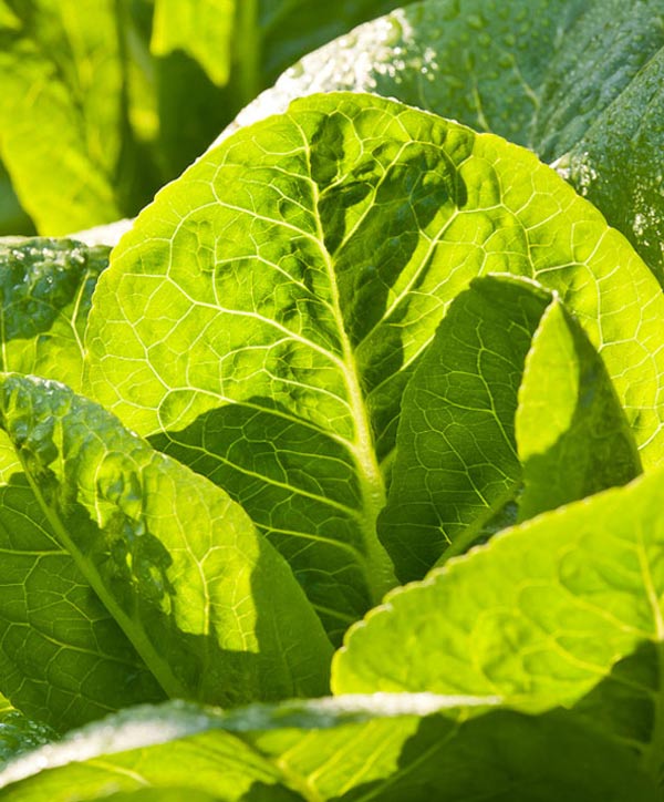 Lettuce Romaine Jerico (Formally Outback) Seed