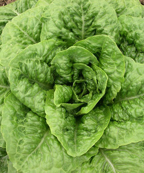 Lettuce Romaine Vivian (Formally Plato II) Seed