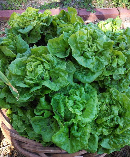 Lettuce Leaf Tom Thumb Seed