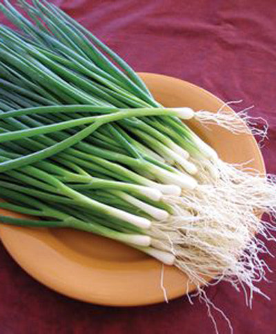 Onion Long White Bunching Seed
