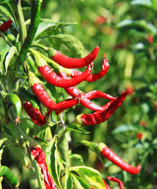 Pepper Hot Cayenne Seed