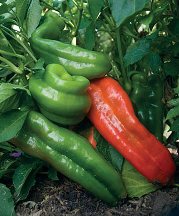 Pepper Sweet Giant Marconi Seed