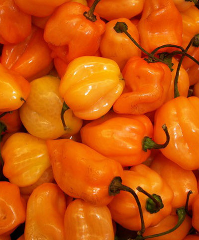 Pepper Hot Orange Habanero Seed