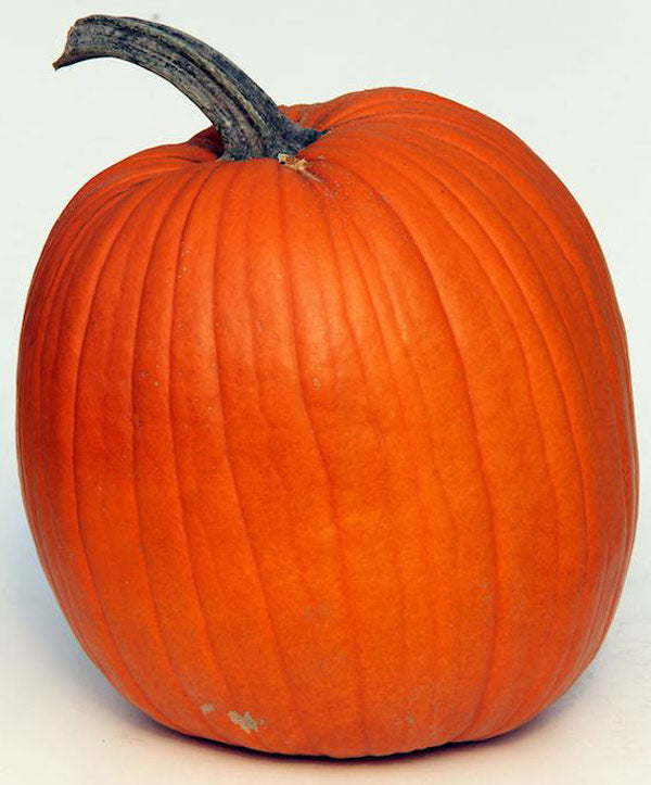 Pumpkin Harvest Jack (Formally Phantom) Seed