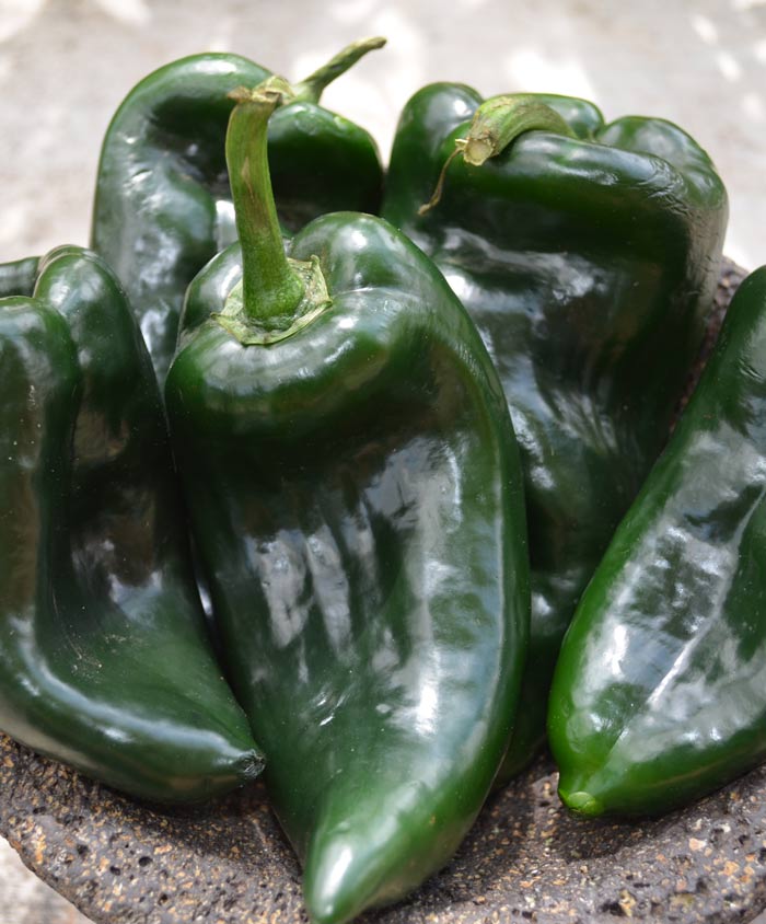 Pepper Hot Poblano Ranchero Seed