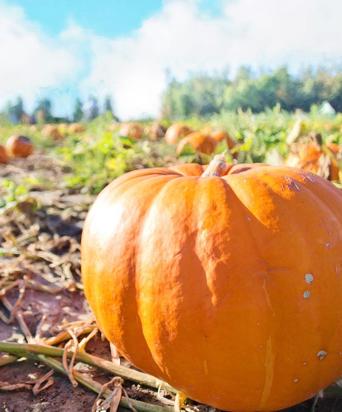 Pumpkin Prizewinner Seed