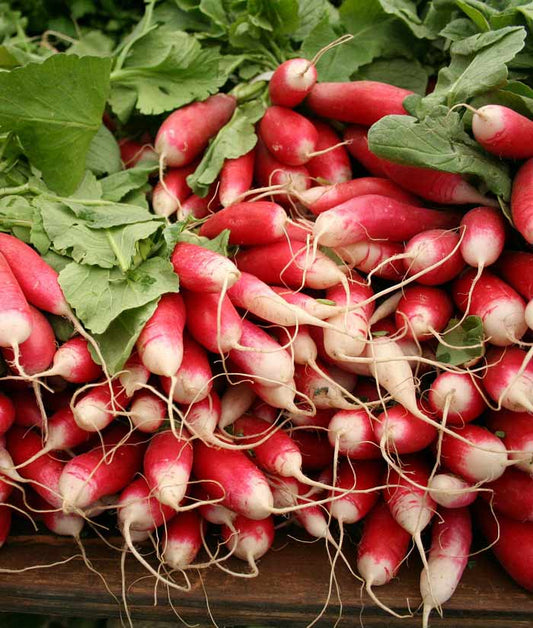 Radish French Breakfast Seed