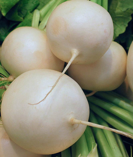 Radish Giant White Globe Seed