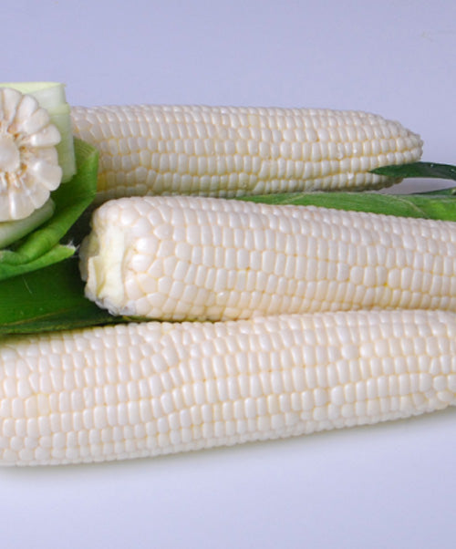 Corn Argent White Seed
