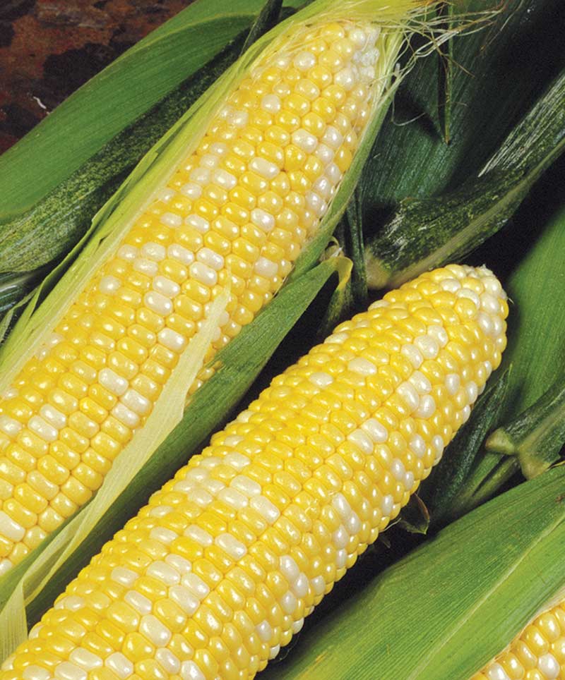 Corn Delectable Bicolor Seed