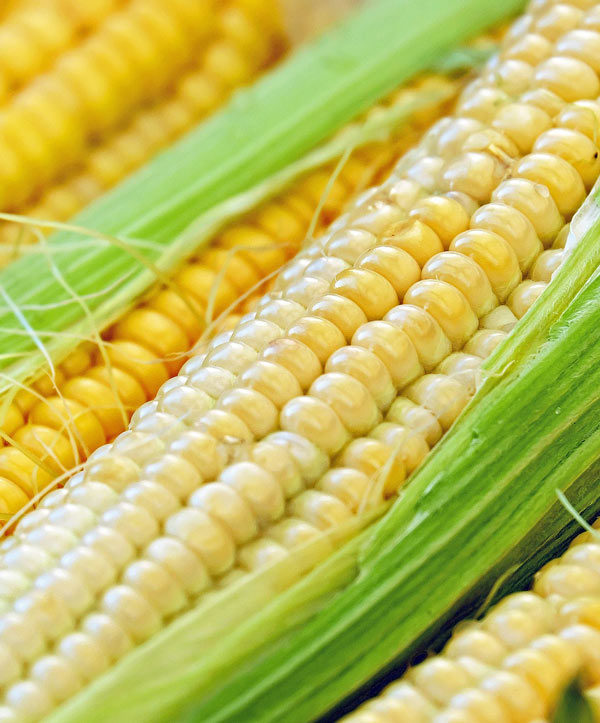Corn Sugarbuns Yellow Seed