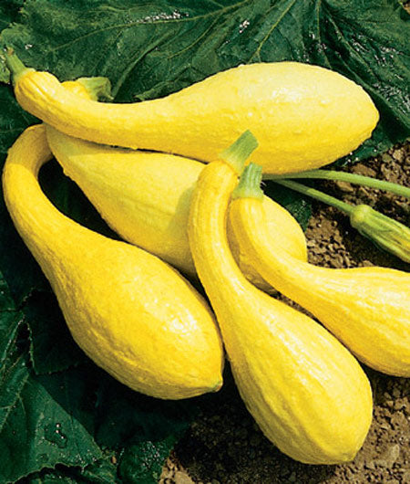 Squash Summer Crookneck Summerpac (Formally Fancycrook) Seed