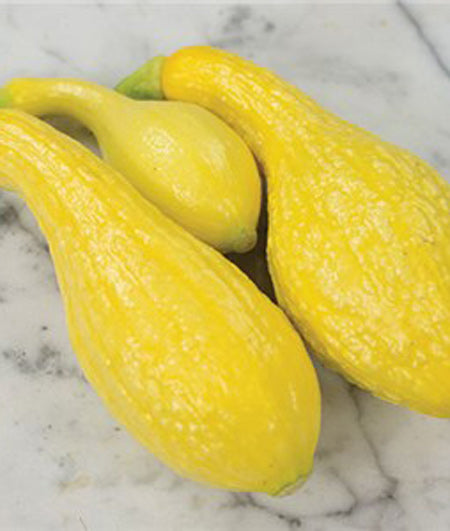 Squash Summer Yellow Crookneck Seed
