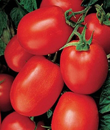 Tomato Optimax II Roma Seed