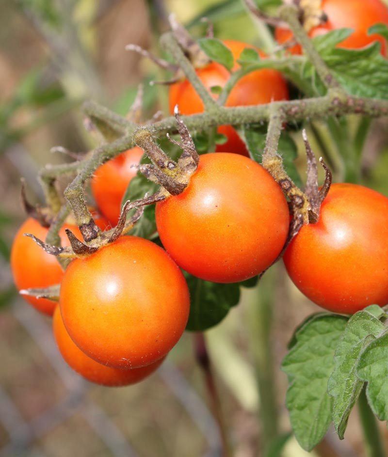 Tomato Sunsugar Cherry Seed