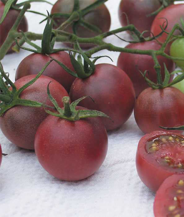 Tomato Sugar Plum Grape Cherry Seed