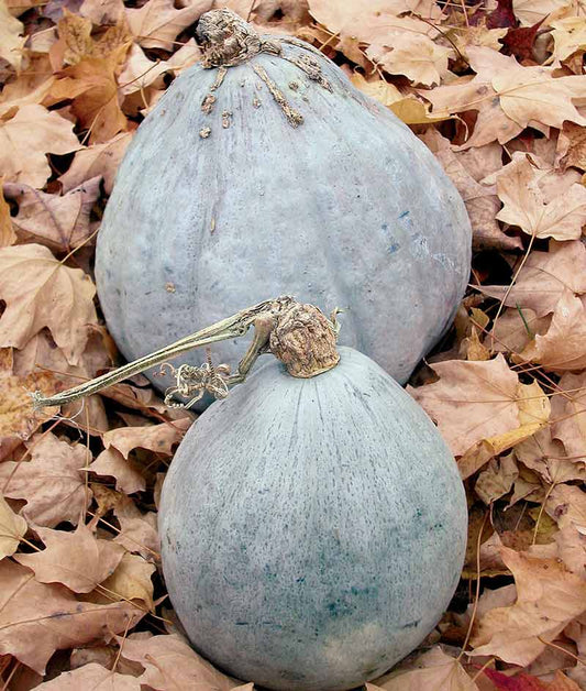 Squash Winter Blue Hubbard Seed