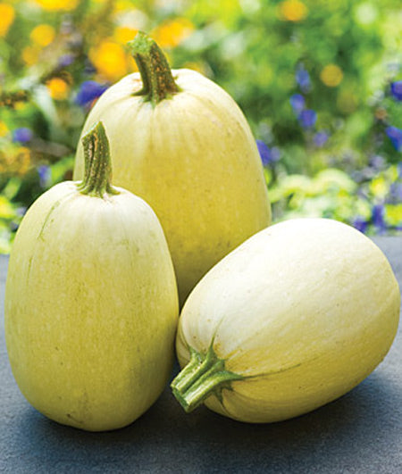 Squash Winter Spaghetti Bush Tivoli Squash