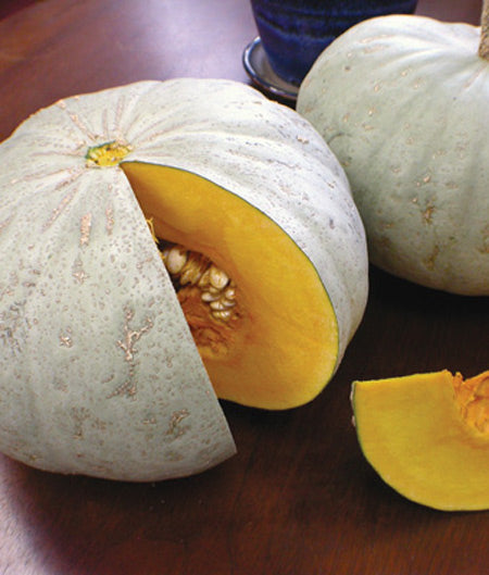 Squash Winter Sweet Meat Seed
